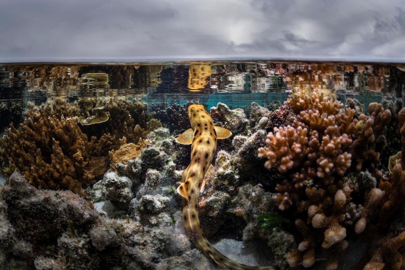 Walking Sharks Rewrite The Rules Of Reproduction