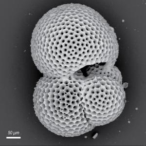 Fossilized plankton study gives long-term hope for oxygen depleted oceans