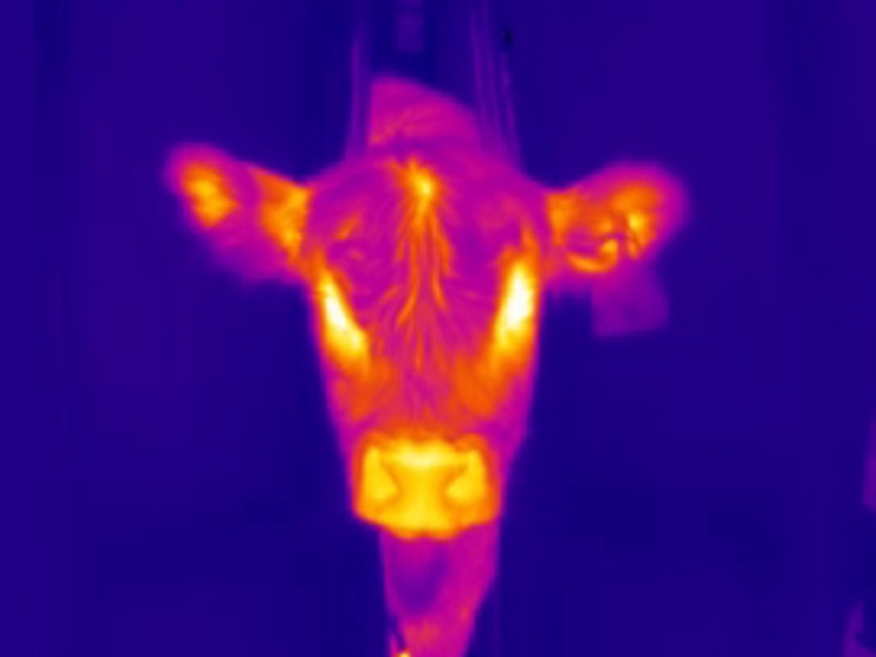 New AI Tool Can Take Cattle’s Temperature With Only a Photo