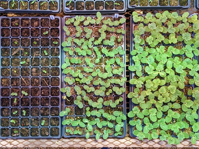 Study Finds Food Waste Compost Less Effective Than Potting Mix Alone