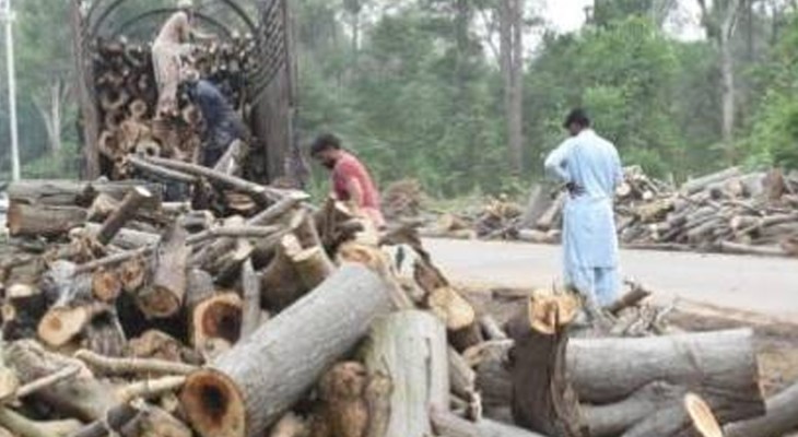 Don’t cut trees until February 2, IHC tells CDA-INP
