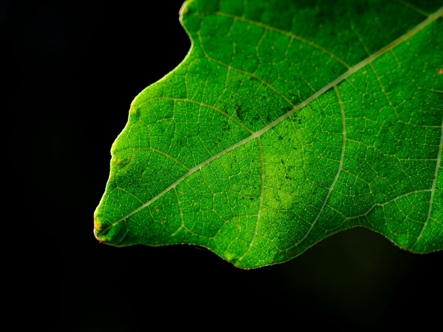 Low-Cost Carbon Capture with Just Water and Pressure