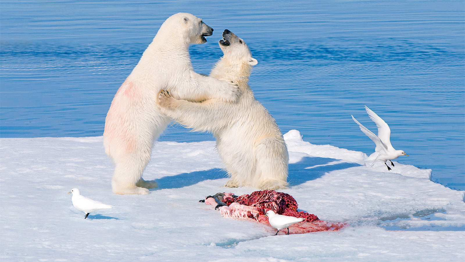 Predator and provider: new research reveals how polar bears feed ecosystems