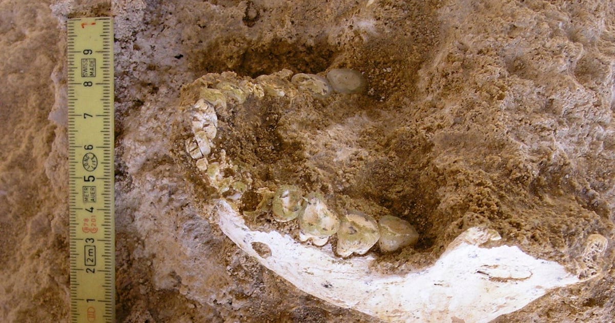 The Last Common Ancestor of Humans and Neanderthals Is Found, in Morocco