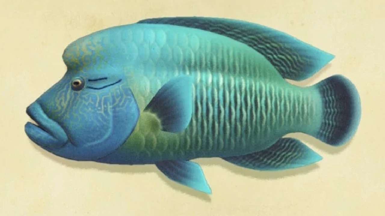 All New July Fish And Bugs In Animal Crossing: New Horizons