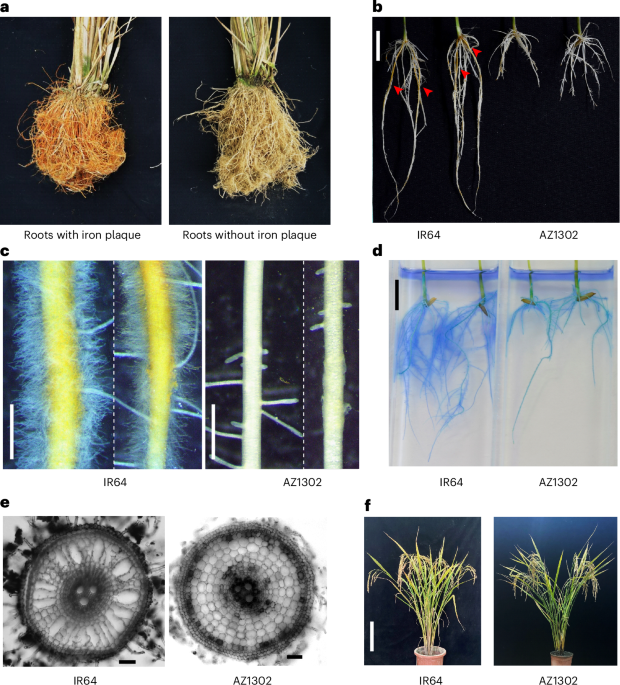 Carotenoid biosynthesis drives root plasticity through aerenchyma and iron plaque formation in rice