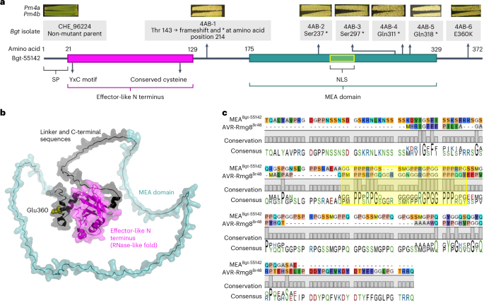 Virulence on Pm4 kinase-based resistance is determined by two divergent wheat powdery mildew effectors