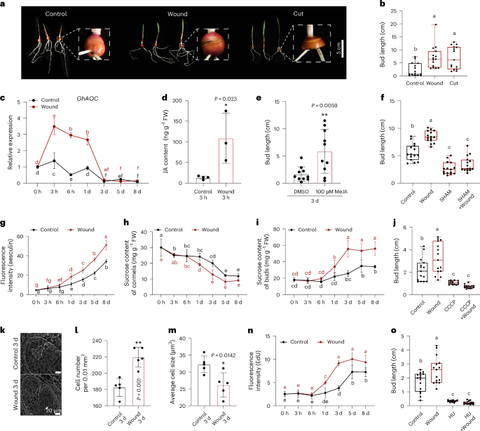 GhZAT11 triggers wound-activated bud growth by accelerating sugar transport and cell division