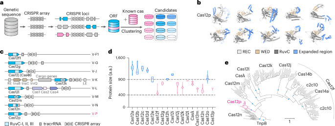 Phage-associated Cas12p nucleases require binding to bacterial thioredoxin for activation and cleavage of target DNA