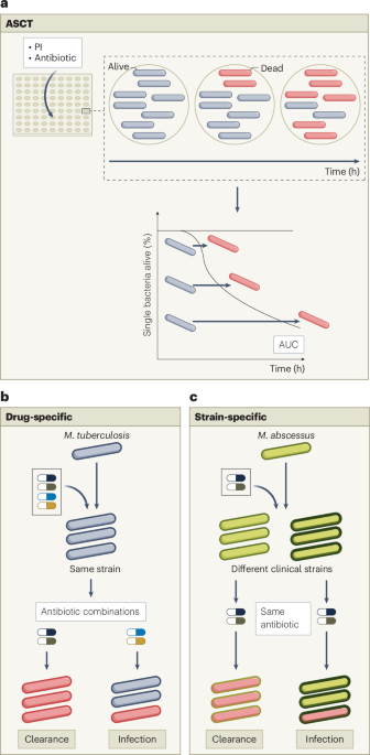 Measuring bacterial killing to predict antibiotic treatment outcomes – Nature