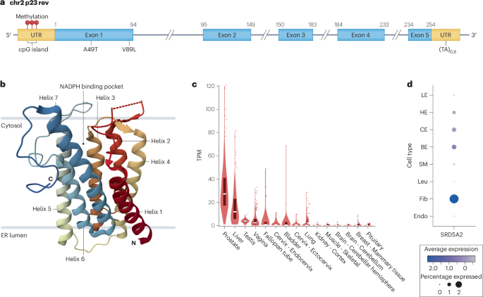 SRD5A2 and emerging therapies in androgen-driven disorders