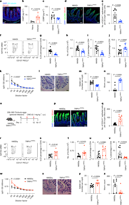 Neuro-epithelial circuits promote sensory convergence and intestinal immunity