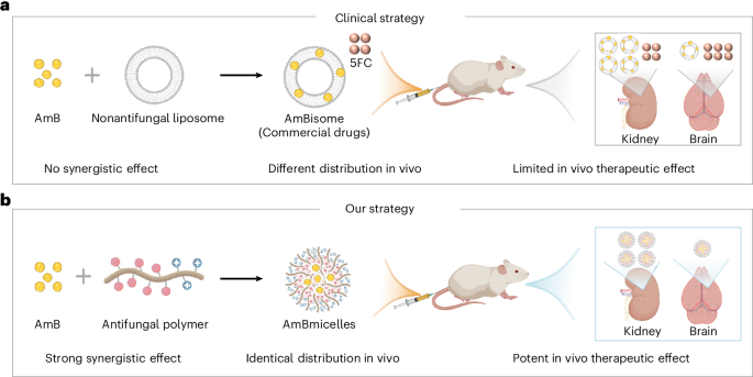 Effective combinatorial antifungal therapy using a host defense peptide mimic that self-assembles into delivery micelles