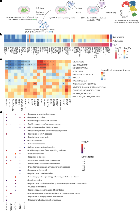 Single-cell perturbations decipher ribosomal stress-surveillance regulators in type 2 diabetes