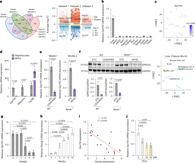 Hepatic GPR110 contributes to sex disparity in the development of MASH through oestrogen receptor α-dependent signalling