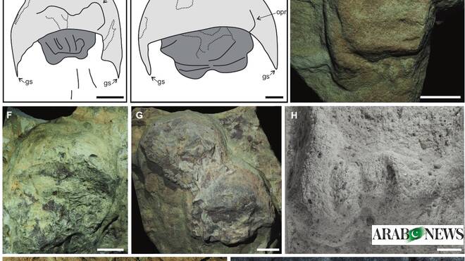 AlUla announces discovery of rare 465 million-year-old crab fossils