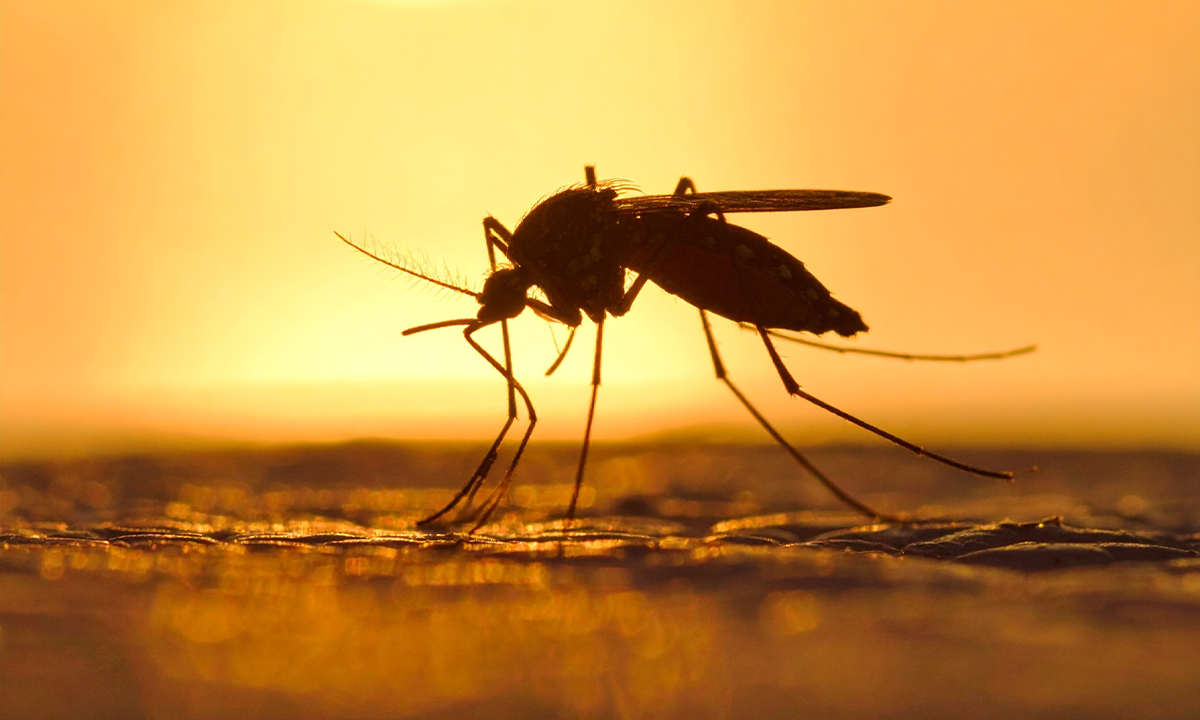 As Biodiversity Dwindles, Mosquitos Turn to Human Blood