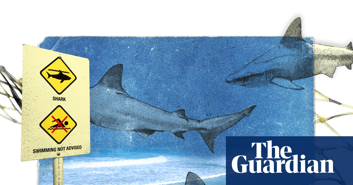 Why have there been so many shark bites in Sydney? Experts say the conditions are a ‘perfect storm’ | Sharks