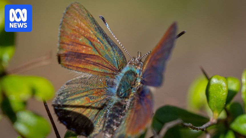 Kids at tiny school work to save extremely rare ‘flying jewel’ purple copper butterfly