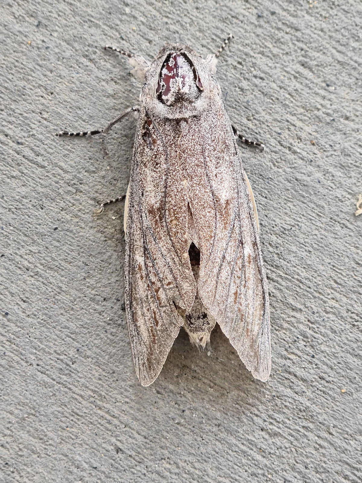 These Tiny Moths Navigate Hundreds of Miles Using the Stars