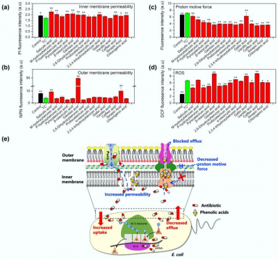 Plant-Derived Phenolic Acids Revive the Power of Tetracycline Against Drug-Resistant Bacteria