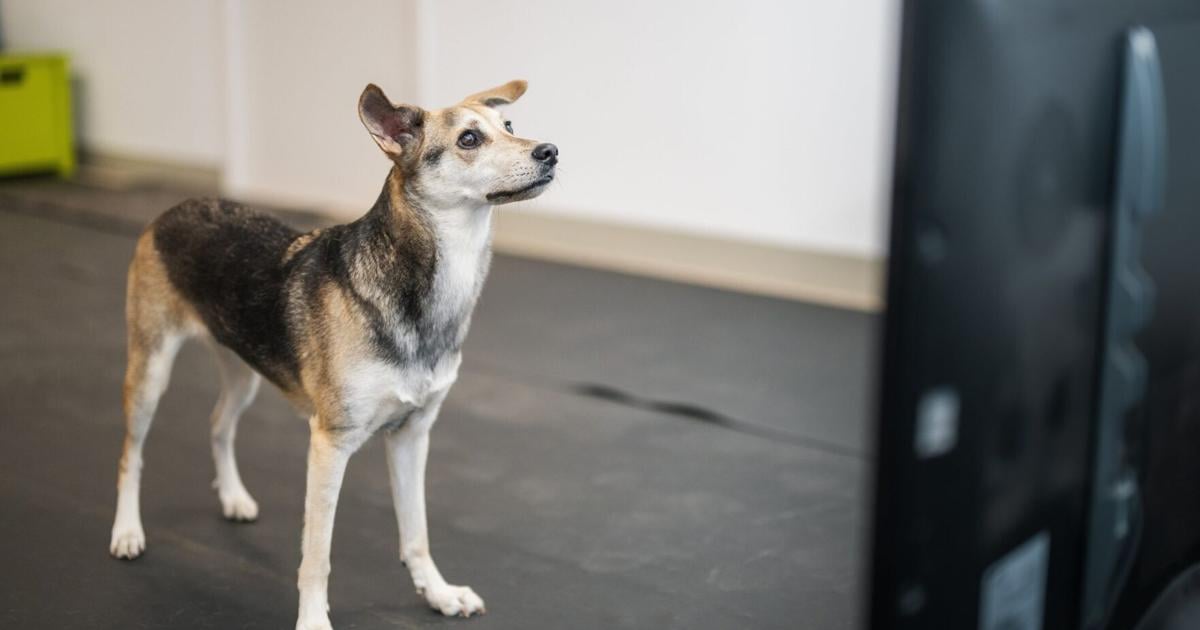 Study reveals how humans’ angry and happy voices affect dogs | National