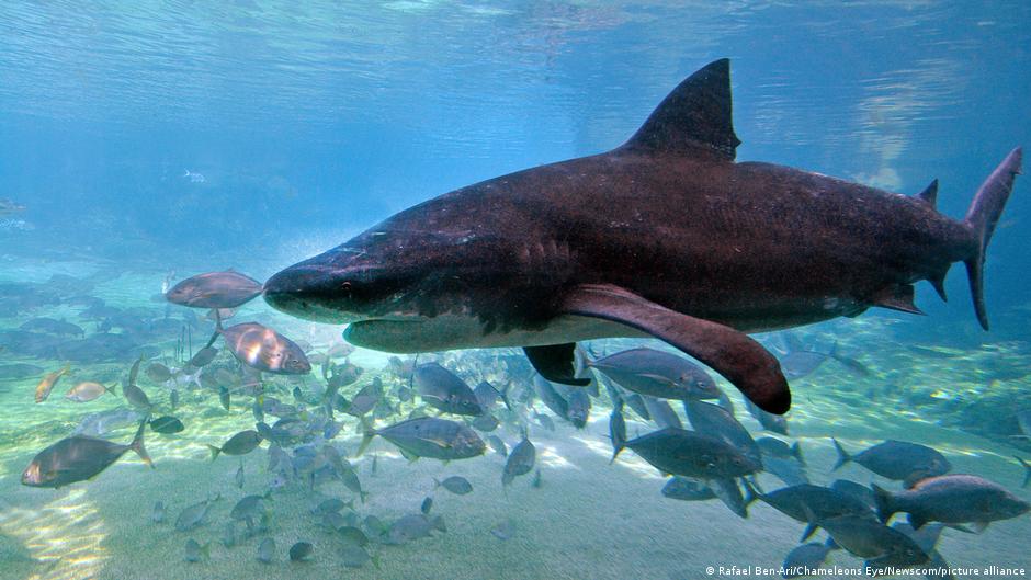 Australian boy injured by shark dies