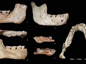 Morocco Fossils Reveal Distinct Evolutionary Traits In Ancient Populations