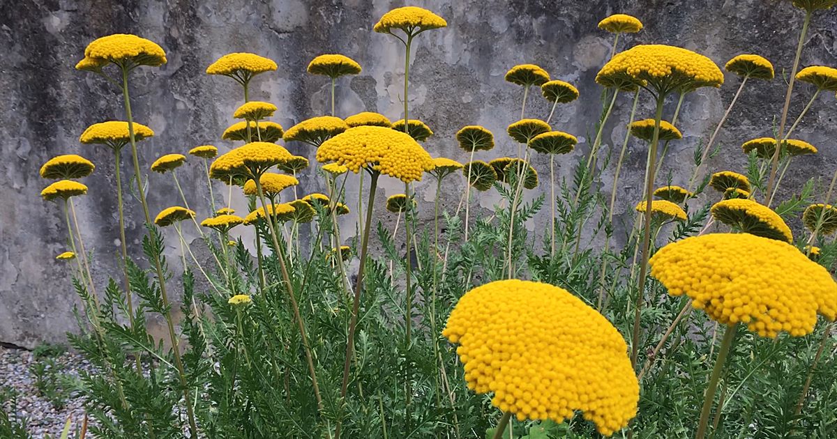 Max Mara Art Prize for Women – Announcements