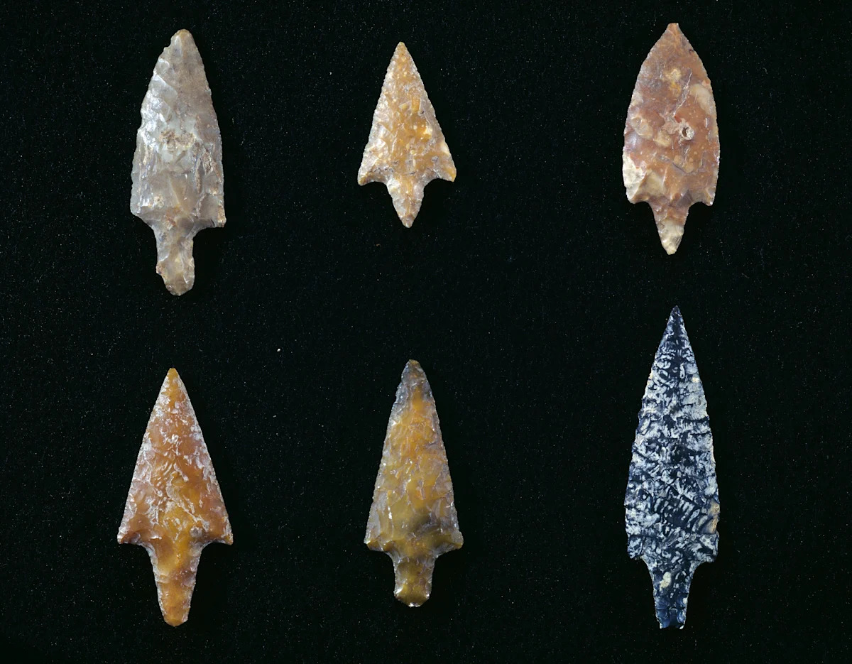 Ancient human hunters used poisoned arrows