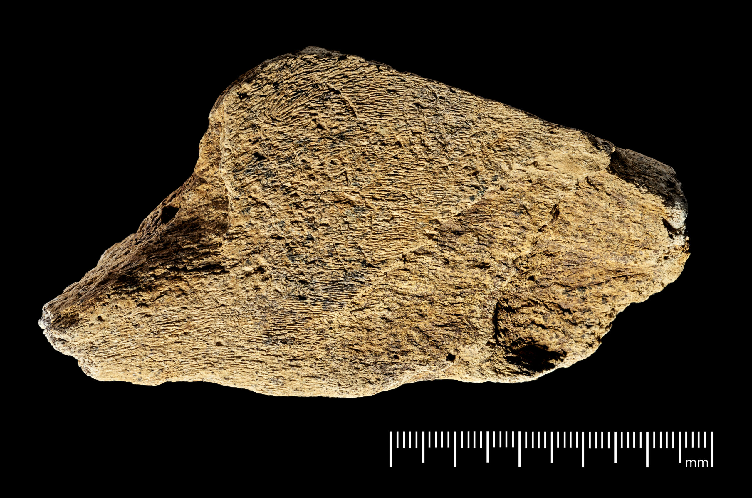 Oldest elephant-bone tool in Europe identified – The Past
