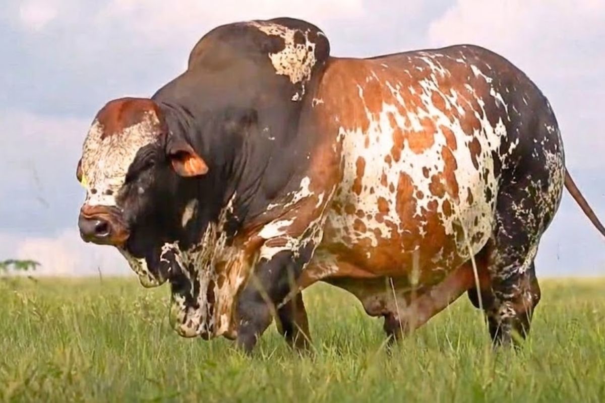 Boran arrives as an African zebu breed bred for dry pasture and heat, but in Brazil it faces distrust, tradition, competition from Nelore, Guzerá, Tabapuã, Brahman and Cindi, and may become a limited prospect if it doesn’t prove successful in the backlands