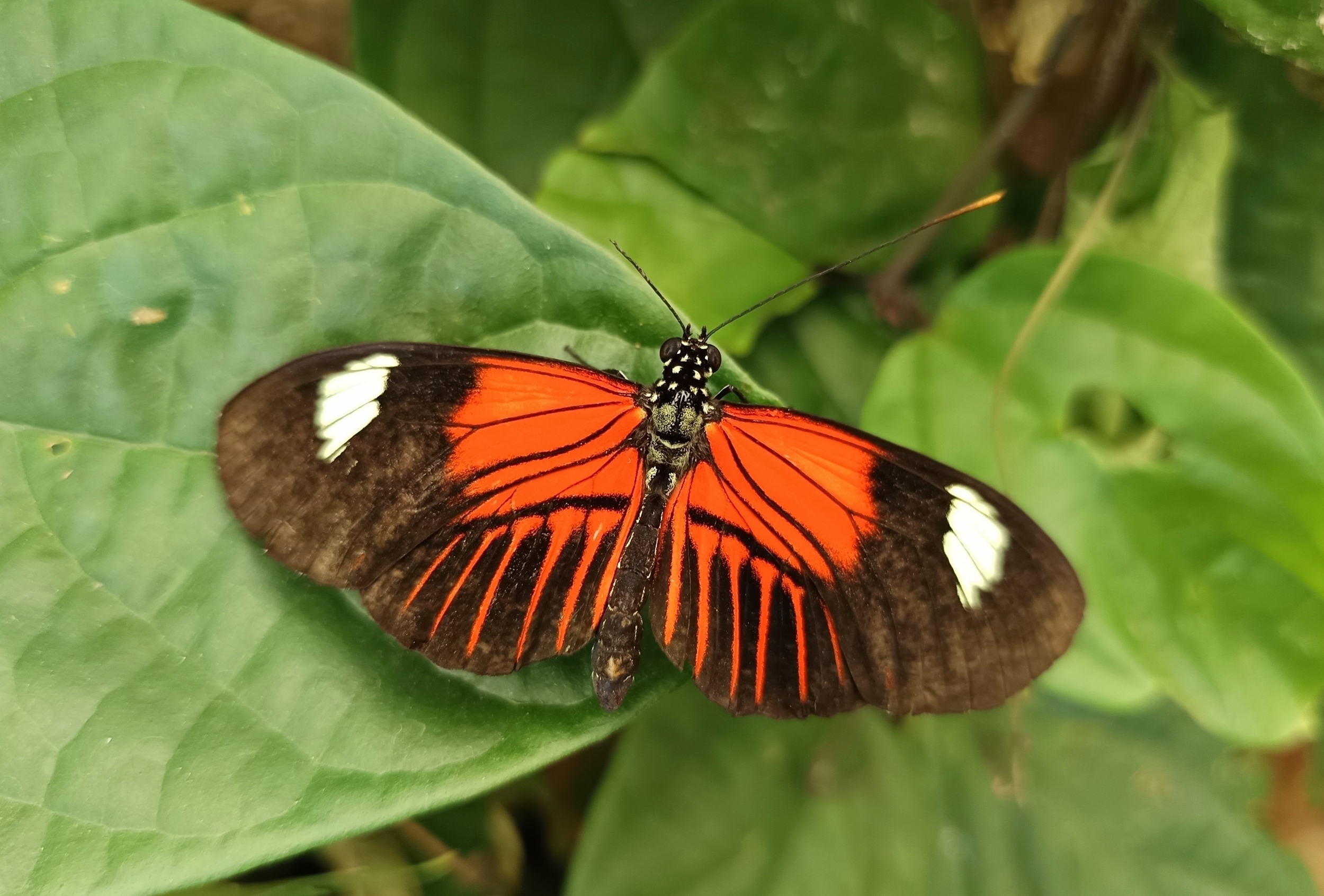 Butterfly evolution speeds up near the equator