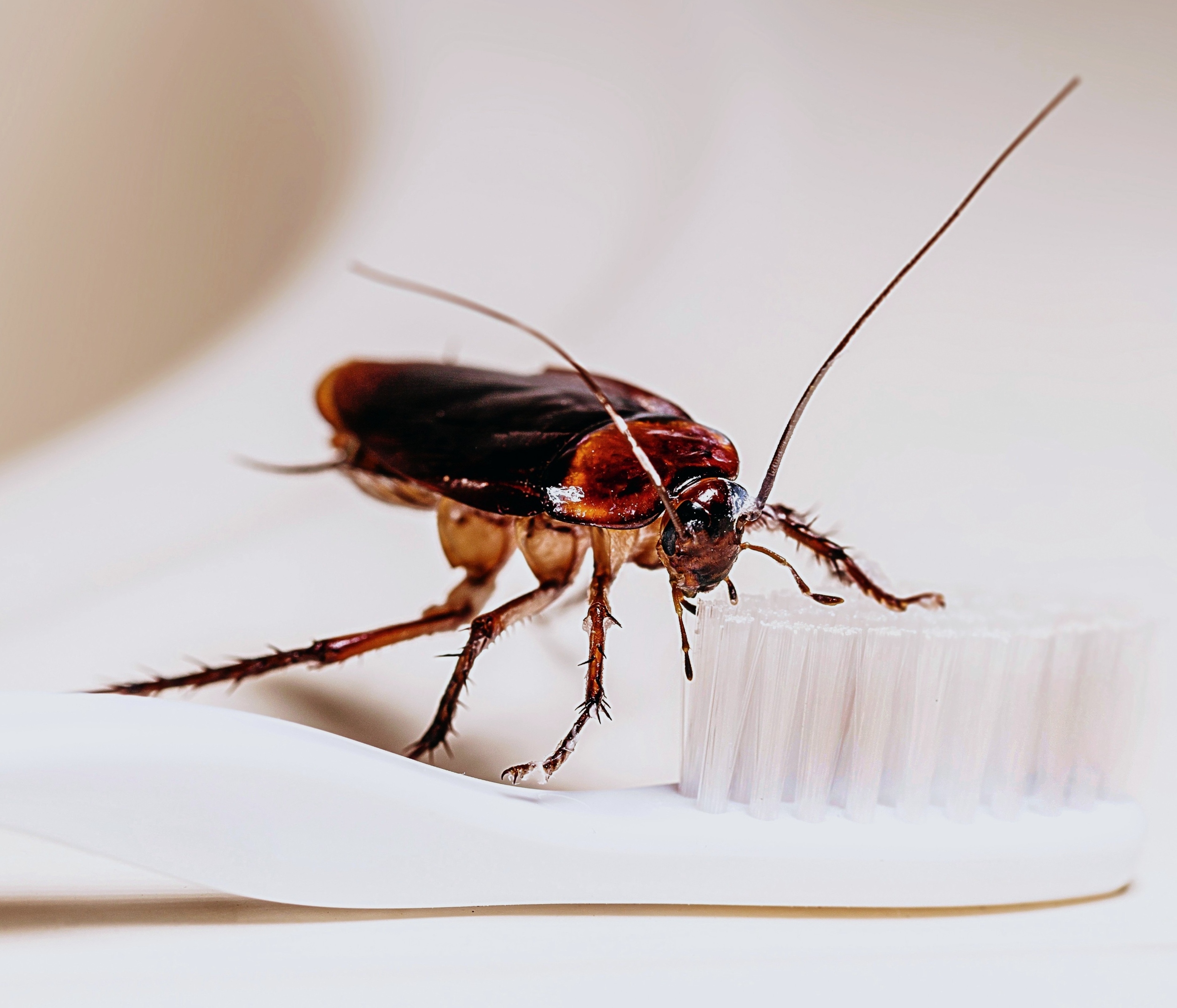 Cockroaches change choices when under stress