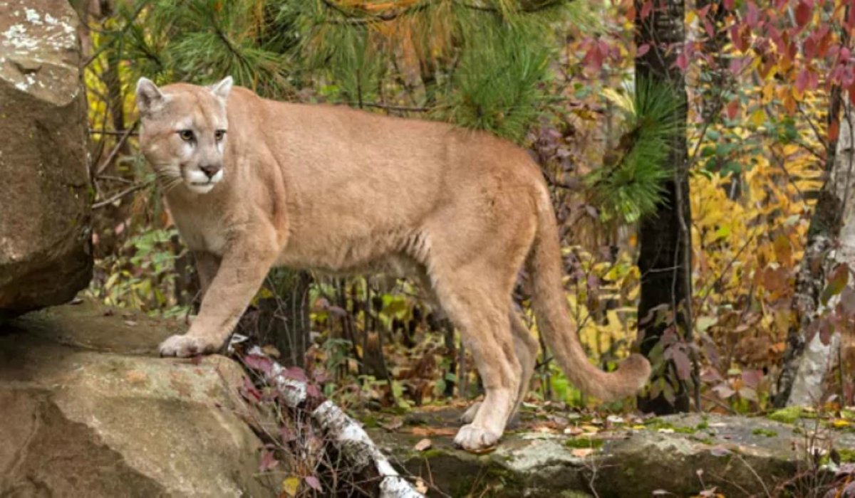 Cougar sighting reported in Esquimalt