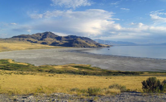 A Newly Discovered Species Offers Clues to the Great Salt Lake’s Past