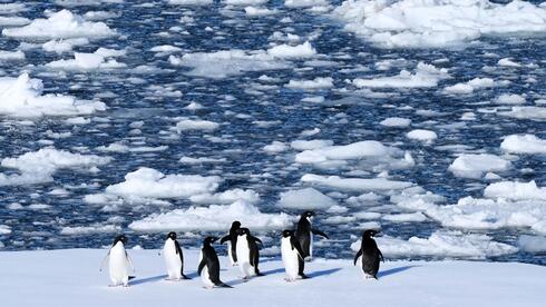 What scientists discovered in Antarctica