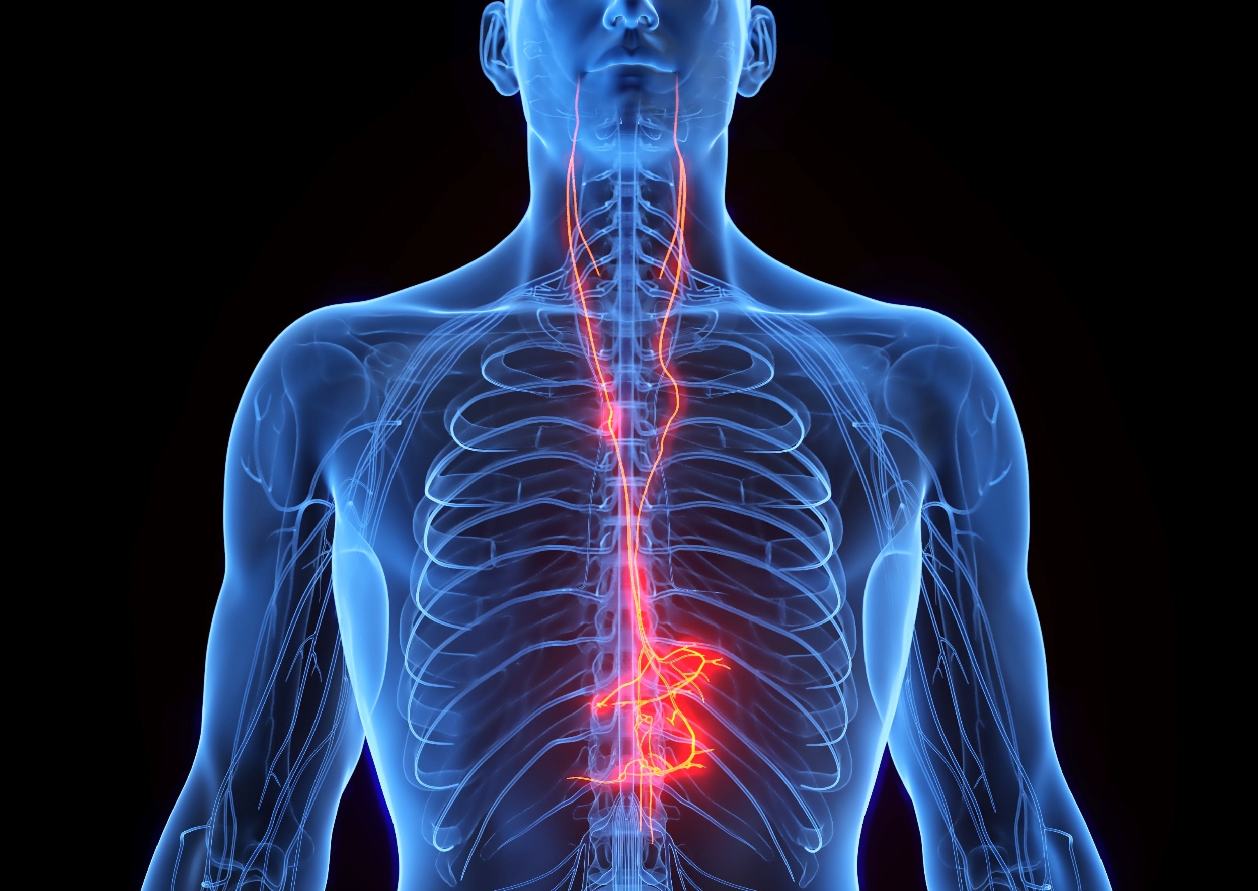 Tiny nerve plays a big role in keeping the heart young