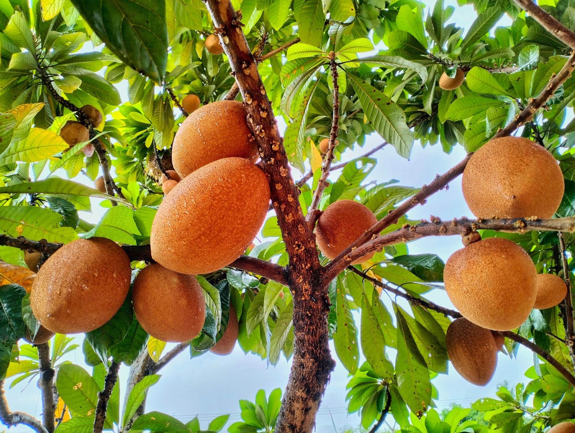 Health Benefits and Nutritional Value of Mamey Sapote