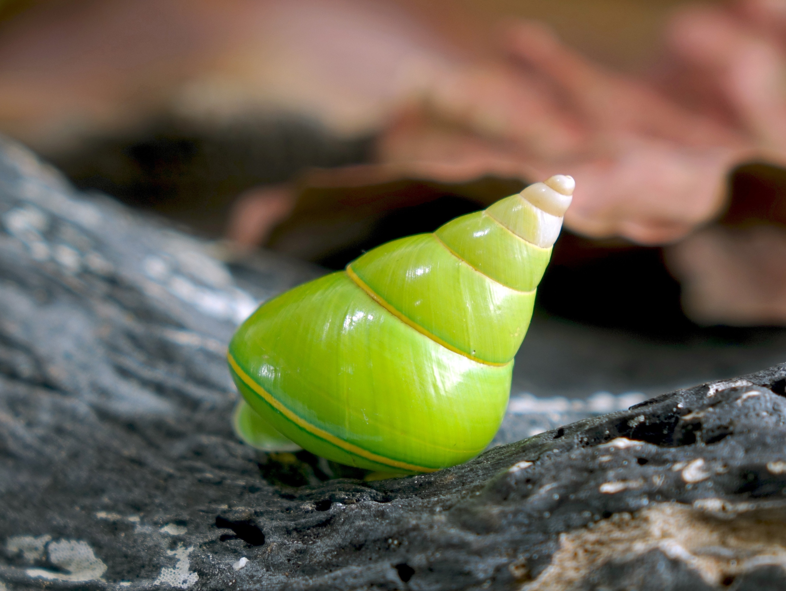 Land snail extinctions reveal collapse across island ecosystems