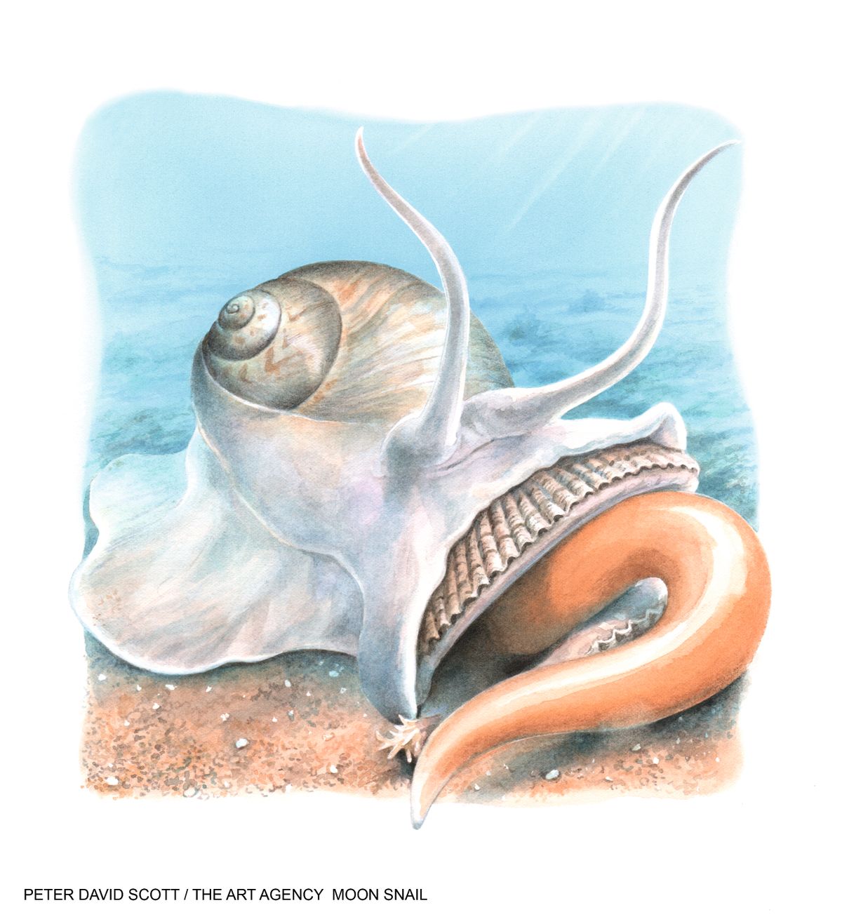 This deadly killer – which looks like it’s riding a pale pink magic carpet – likes to paralyse and liquidise its prey