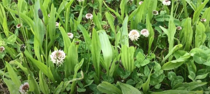 Potential of plantain as an approach to mitigate nitrous oxide emissions – Teagasc