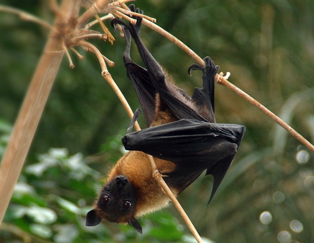 Sporadic Nipah virus cases highlight importance of global surveillance