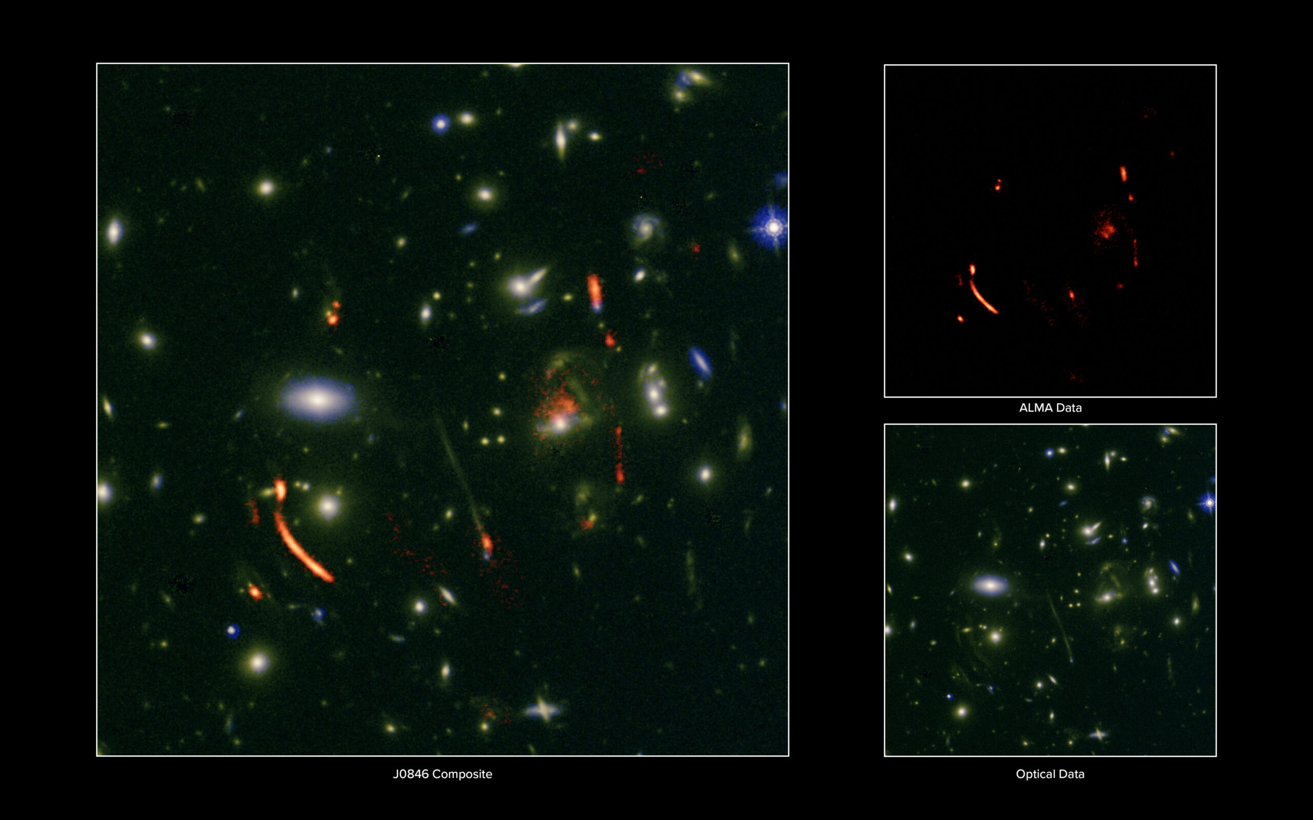 ALMA and the NSF VLA Use a Cosmic Lens to Reveal a Hyperactive Cradle of a Future Galaxy Cluster