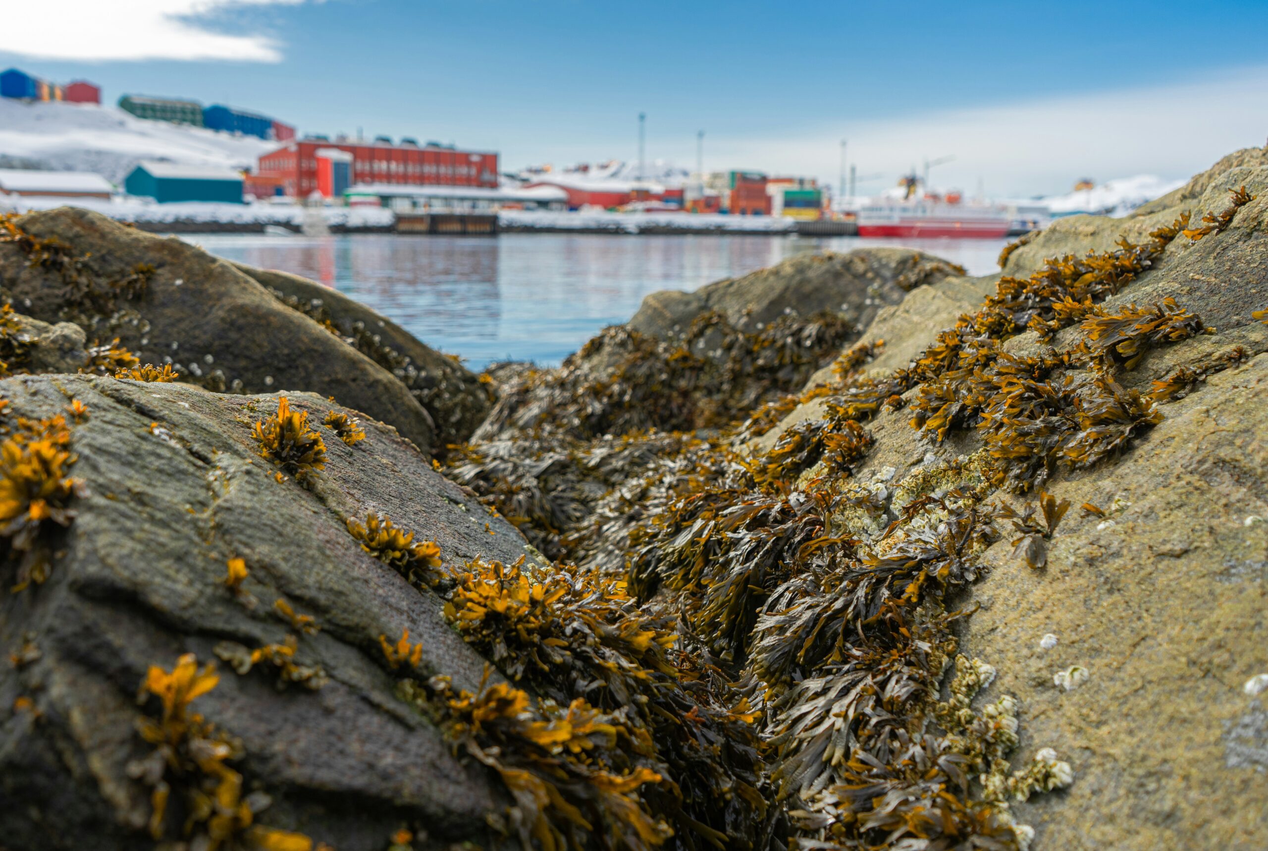Greenland’s seaweed is locking carbon away deep in the ocean
