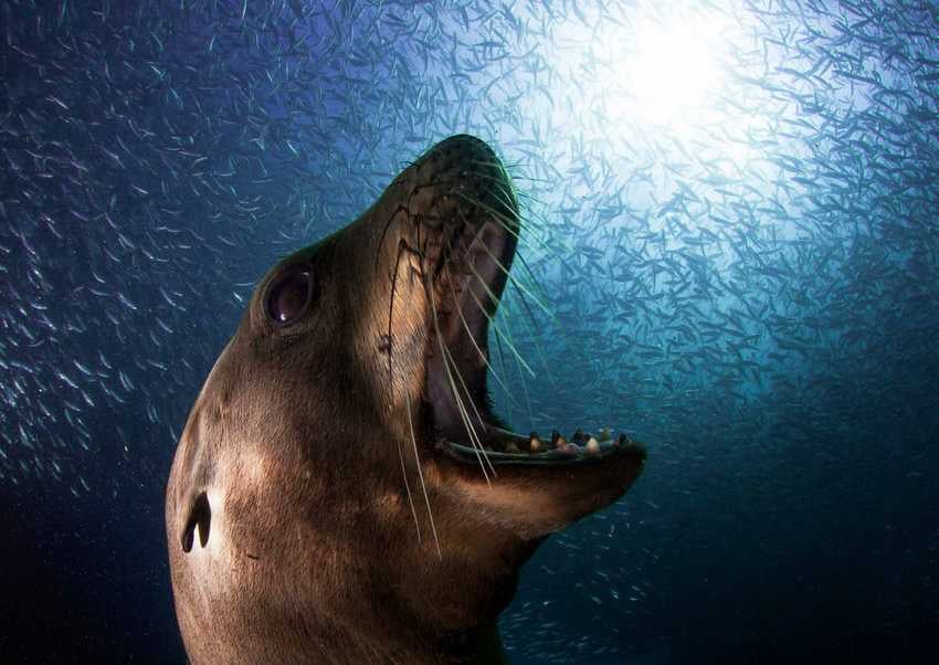 The extraordinary wildlife photography of Alejandro Prieto