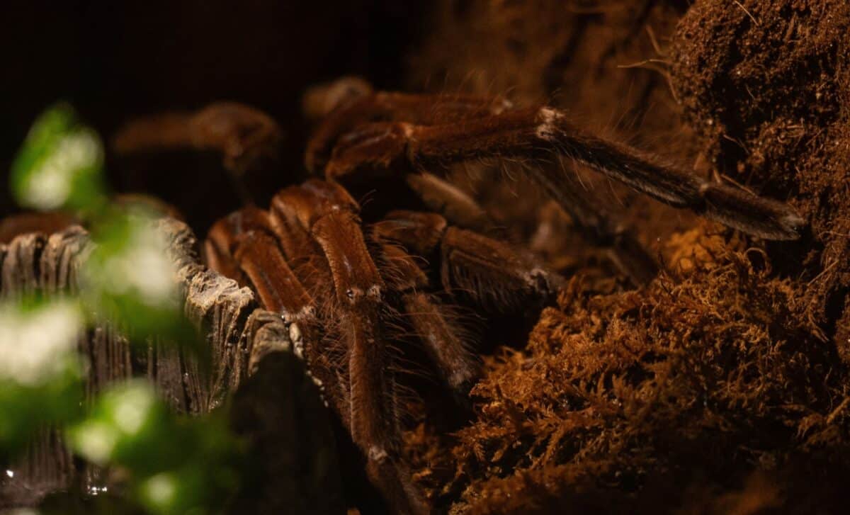 Scientists Just Found a New Fossil That Reveals Spiders Once Had Tails, And They Might Still Be Out There