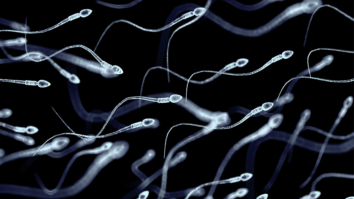 Scientists discover a hidden RNA ‘aging clock’ in human sperm – @theU