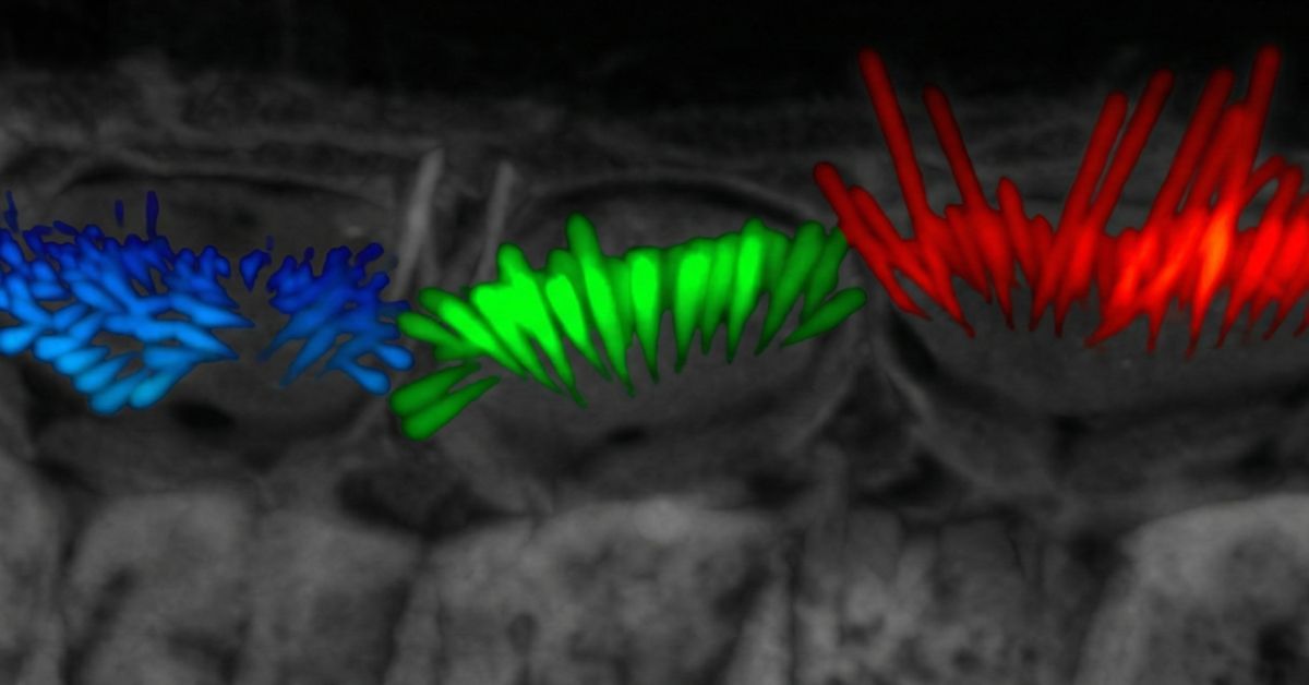 New AI Tool Accelerates Hearing Research with Unprecedented 3D Views of Sensory Cells