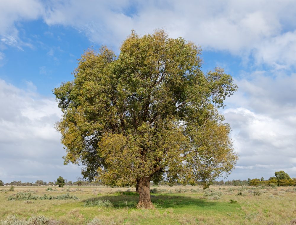 Trees might be doing more for air quality than we thought